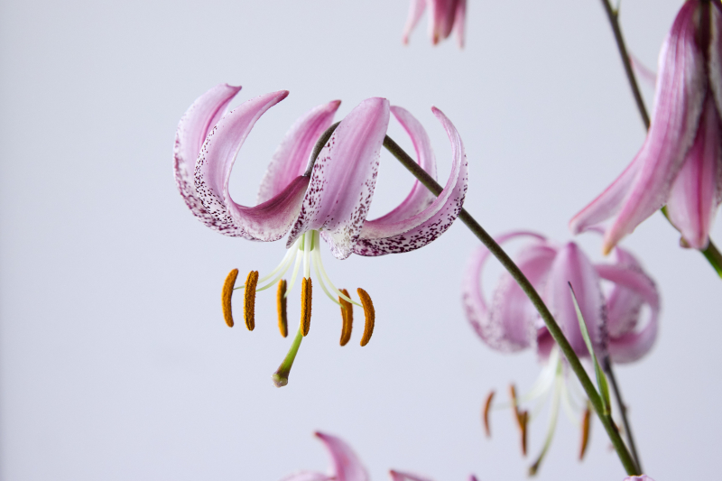 lankongense Lilium